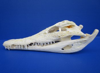 12-1/2 inches Authentic Nile Crocodile Skull (CITES 263852) - $215 ; <font color=red> SALE $114.99</font>