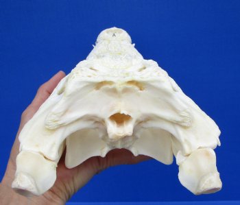 12-1/2 inches Authentic Nile Crocodile Skull (CITES 263852) - $215 ; <font color=red> SALE $114.99</font>