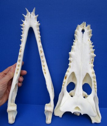 12-1/2 inches Authentic Nile Crocodile Skull (CITES 263852) - $215 ; <font color=red> SALE $114.99</font>