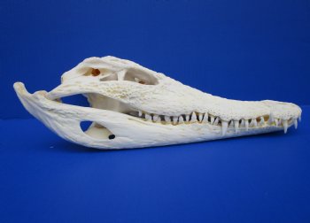 12-3/8 inches Real Nile Crocodile Skull (CITES 263852) $215.00;  <font color=red> SALE $114.99</font>