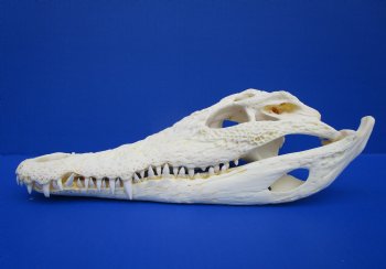 12-3/8 inches Real Nile Crocodile Skull (CITES 263852) $215.00;  <font color=red> SALE $114.99</font>