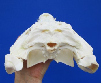 12-3/8 inches Real Nile Crocodile Skull (CITES 263852) $215.00;  <font color=red> SALE $114.99</font>