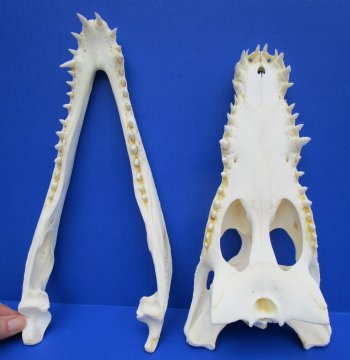 12-3/8 inches Real Nile Crocodile Skull (CITES 263852) $215.00;  <font color=red> SALE $114.99</font>