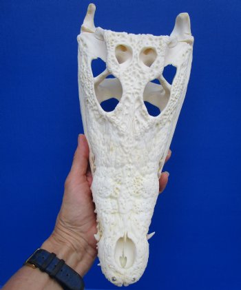 12-3/8 inches Real Nile Crocodile Skull (CITES 263852) $215.00;  <font color=red> SALE $114.99</font>