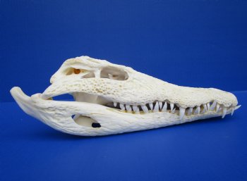 12 inches Real African Nile Crocodile Skull (CITES 263852) - $215;  <font color=red> SALE $114.99</font>