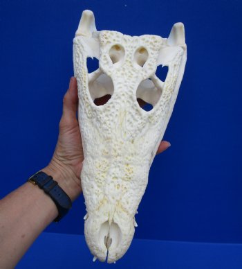 12 inches Real African Nile Crocodile Skull (CITES 263852) - $215;  <font color=red> SALE $114.99</font>