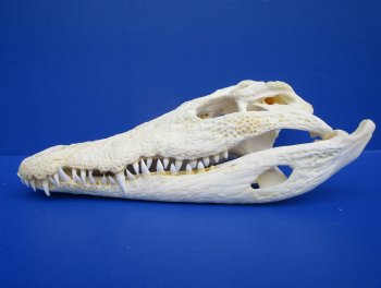 12 inches Real African Nile Crocodile Skull (CITES 263852) - $215;  <font color=red> SALE $114.99</font>