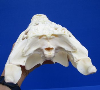 12 inches Real African Nile Crocodile Skull (CITES 263852) - $215;  <font color=red> SALE $114.99</font>