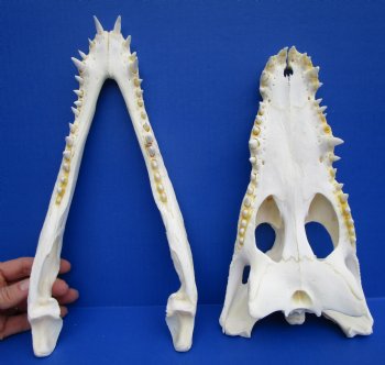 12 inches Real African Nile Crocodile Skull (CITES 263852) - $215;  <font color=red> SALE $114.99</font>