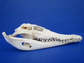 11 inches African Nile Crocodile Skull (CITES 263852) - $140.00;  <font color=red> SALE $94.99</font>