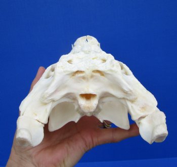 11 inches African Nile Crocodile Skull (CITES 263852) - $140.00;  <font color=red> SALE $94.99</font>