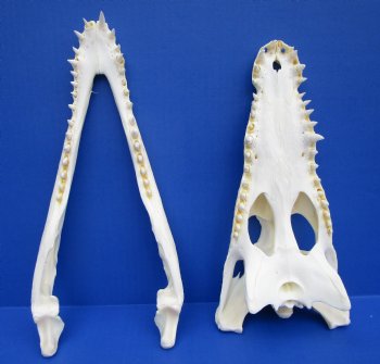 12 inches Nile Crocodile Skulls <font color=red> Wholesale</font> (CITES 263852) Delivery Signature Required - 3 @ $135.00 each; <font color=red>SALE 3 @ $99 each </font> 