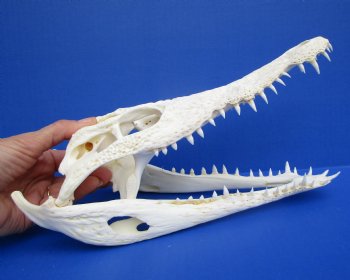 11 inches African Nile Crocodile Skull (CITES 263852) $140.00;  <font color=red> SALE $94.99</font>