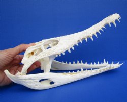 11 inches African Nile Crocodile Skull (CITES 263852) $140.00;  <font color=red> SALE $94.99</font>