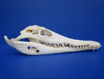 11 inches African Nile Crocodile Skull (CITES 263852) $140.00;  <font color=red> SALE $94.99</font>