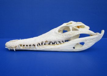 11 inches African Nile Crocodile Skull (CITES 263852) $140.00;  <font color=red> SALE $94.99</font>