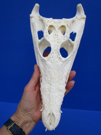 11 inches African Nile Crocodile Skull (CITES 263852) $140.00;  <font color=red> SALE $94.99</font>