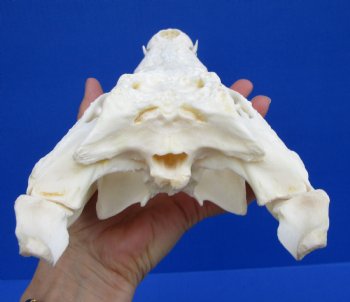 11 inches African Nile Crocodile Skull (CITES 263852) $140.00;  <font color=red> SALE $94.99</font>