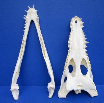 11 inches African Nile Crocodile Skull (CITES 263852) $140.00;  <font color=red> SALE $94.99</font>