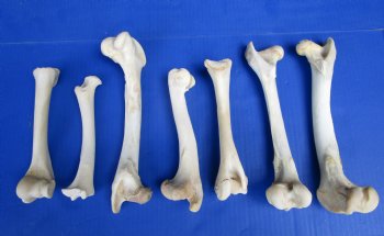 7 Whitetail Deer Leg Bones 7 to 10 inches for $4.50 each  <font color=red> Sale $3.00 each</font>