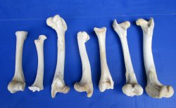 7 Whitetail Deer Leg Bones 7 to 10 inches for $4.50 each  <font color=red> Sale $3.00 each</font>
