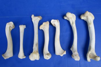 7 Whitetail Deer Leg Bones 7 to 10 inches for $4.50 each  <font color=red> Sale $3.00 each</font>