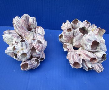 Two Purple Barnacle Clusters 5-3/4 inches for $7.00 each