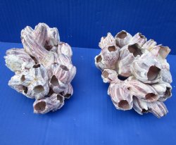 Two Purple Barnacle Clusters 5-3/4 inches for $7.00 each