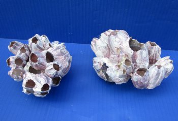 Two Purple Barnacle Clusters 5-3/4 inches for $7.00 each