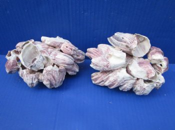 Two Purple Barnacle Clusters 5-3/4 inches for $7.00 each