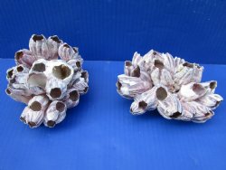 Two Purple Barnacle Clusters for Sale 5-1/2 inches for $7.00 each