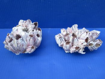 Two Purple Barnacle Clusters for Sale 5-1/2 inches for $7.00 each