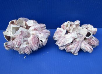 Two Purple Barnacle Clusters for Sale 5-1/2 inches for $7.00 each