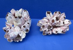 Two Purple Barnacle Clusters 5-3/4 and 6 inches for $7.00 each