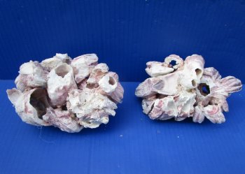 Two Purple Barnacle Clusters 5-3/4 and 6 inches for $7.00 each