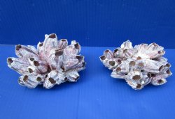 Two Purple Barnacle Clusters 5-1/2 inches for $7.00 each