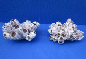 Two Purple Barnacle Clusters 5-1/2 inches for $7.00 each