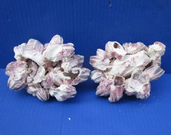 Two Purple Barnacle Clusters 5-1/2 inches for $7.00 each