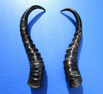 Two Male African Springbok Horns <font color=red> Polished</font> 10 and 10-1/4 inches for $18 each