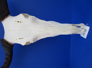 19-1/2 inches wide Blue Wildebeest Skull and Horns  <font color=red> Grade A</font> for $89.99