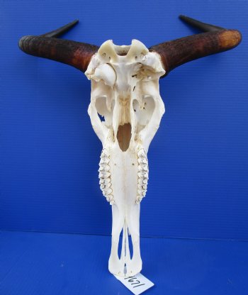 19-1/2 inches wide Blue Wildebeest Skull and Horns  <font color=red> Grade A</font> for $89.99