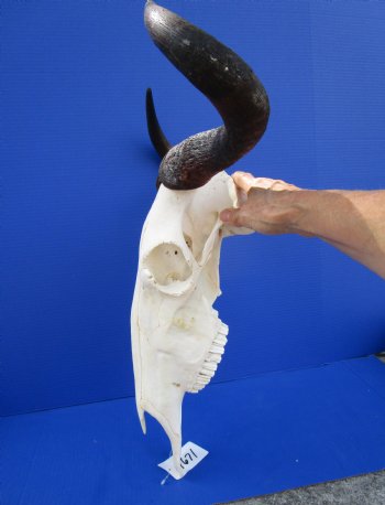 19-1/2 inches wide Blue Wildebeest Skull and Horns  <font color=red> Grade A</font> for $89.99