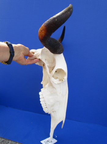 19-1/2 inches wide Blue Wildebeest Skull and Horns  <font color=red> Grade A</font> for $89.99
