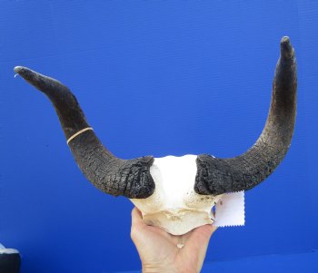 14-1/2 inches wide Black Wildebeest Skull for $69.99  <font color=red> SALE 59.99</font>
