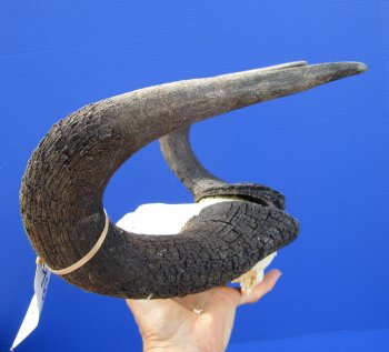 14-1/2 inches wide Black Wildebeest Skull for $69.99  <font color=red> SALE 59.99</font>