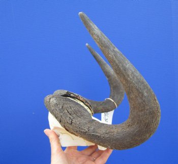 13 inches wide Black Wildebeest Skull Plate for $69.99 <font color=red> SALE 59.99</font>