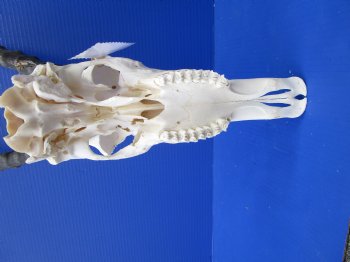 Large Male Blesbok Skull with 15-1/4 inches Horns (Scrapes/Broken Bone) for $79.99