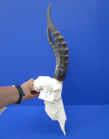 Large Male Blesbok Skull with 15-1/4 inches Horns (Scrapes/Broken Bone) for $79.99