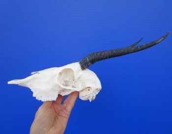 Real Female Springbok Skull with 8-1/8 inches Horns for $59.99