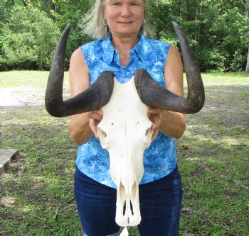 14 inches wide Authentic Female Black Wildebeest Skull <font color=red> Good Quality</font> for $89.99